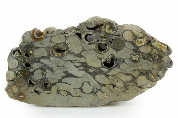 Polished Fossil Teredo (Shipworm Bored) Wood - England #351124